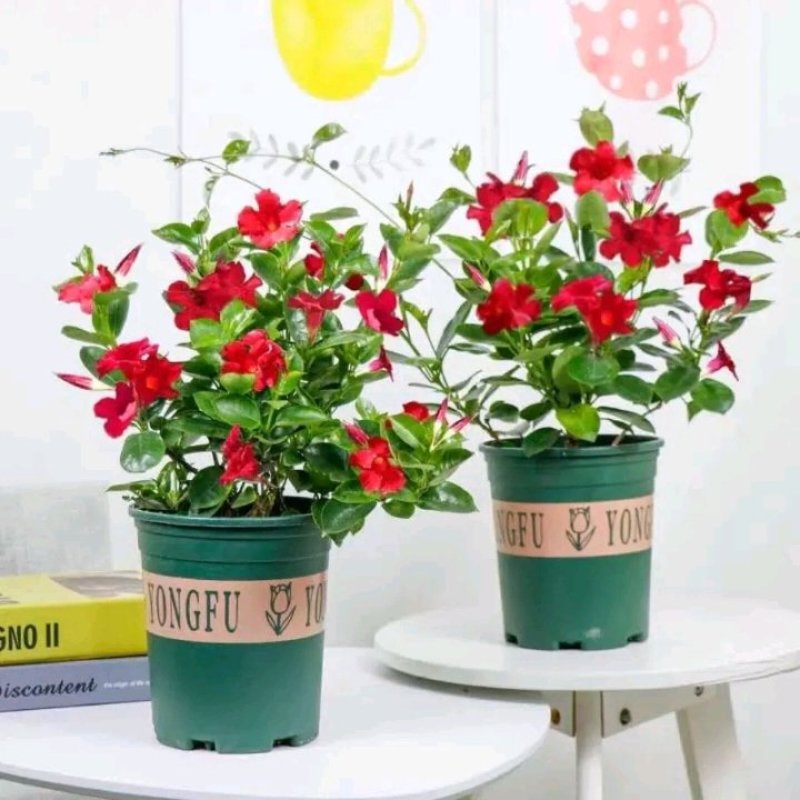 开花神器飘香藤攀爬藤花植物花卉盆栽双喜藤庭院爬藤四季开