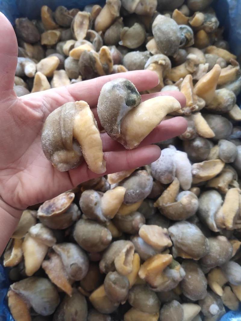 鲍鱼螺，黄金鲍螺，鲜活速冻麻辣海鲜专用20斤一件