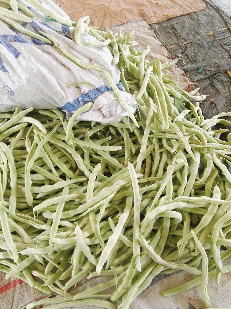 精品白豆角，白不老，条好、色泽光亮、质量好都是刚下来的