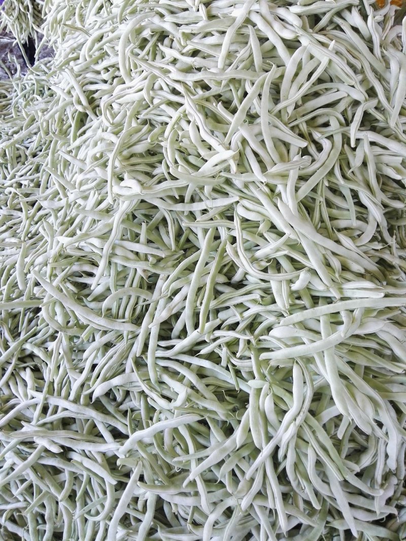 精品白豆角，白不老，条好、色泽光亮、质量好都是刚下来的