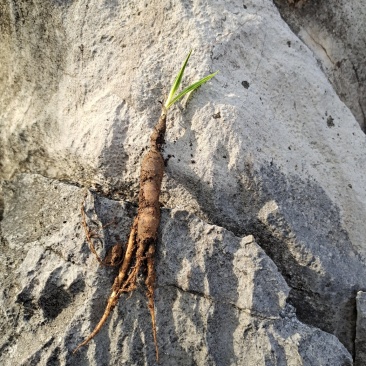 国产野生仙茅鲜货需要的老板联系