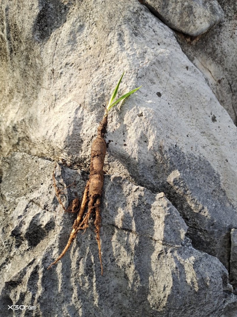 国产野生仙茅鲜货需要的老板联系