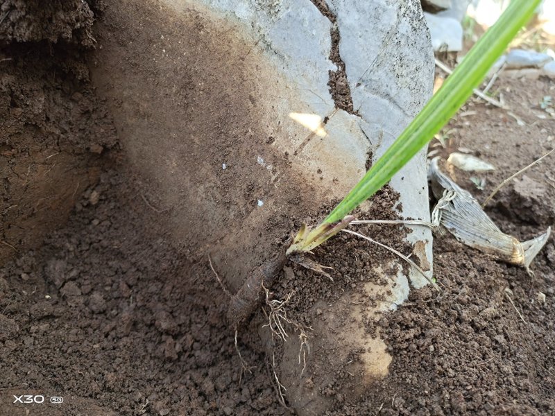 国产野生仙茅鲜货需要的老板联系