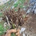 国产野生仙茅鲜货需要的老板联系