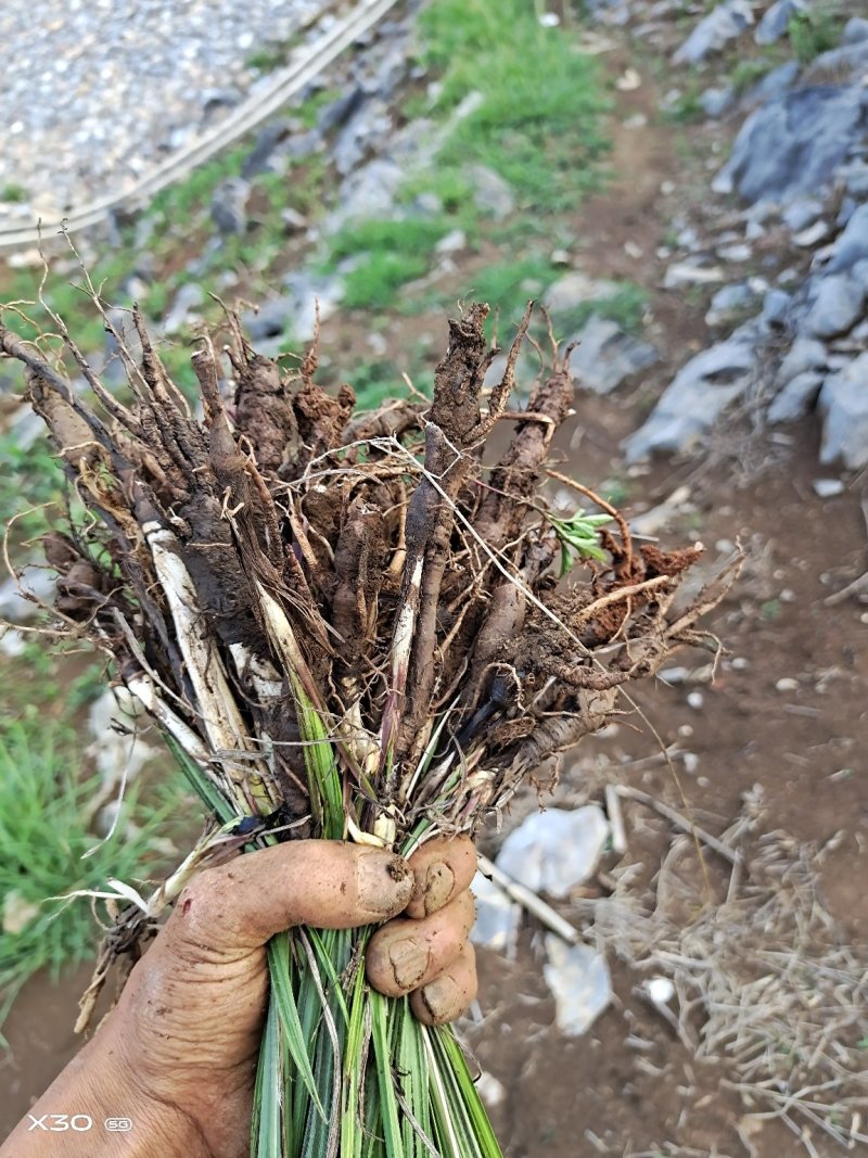 国产野生仙茅鲜货需要的老板联系