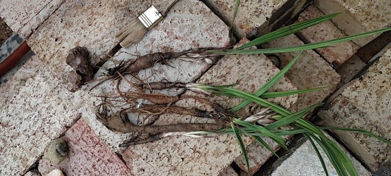 国产野生仙茅鲜货需要的老板联系