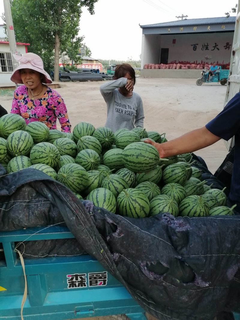 郑州中牟早春红玉西瓜