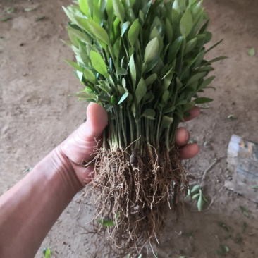 香橙苗小叶软枝香橙苗广西香橙小苗产地直发包成活