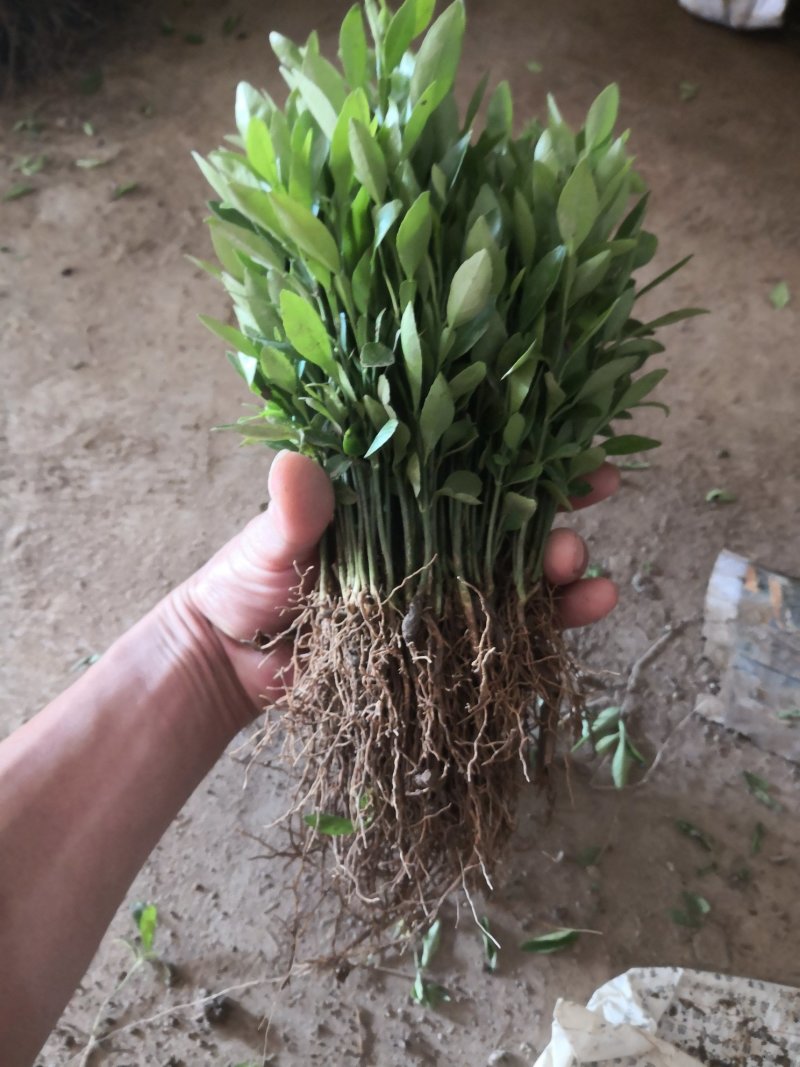 香橙苗小叶软枝香橙苗广西香橙小苗产地直发包成活