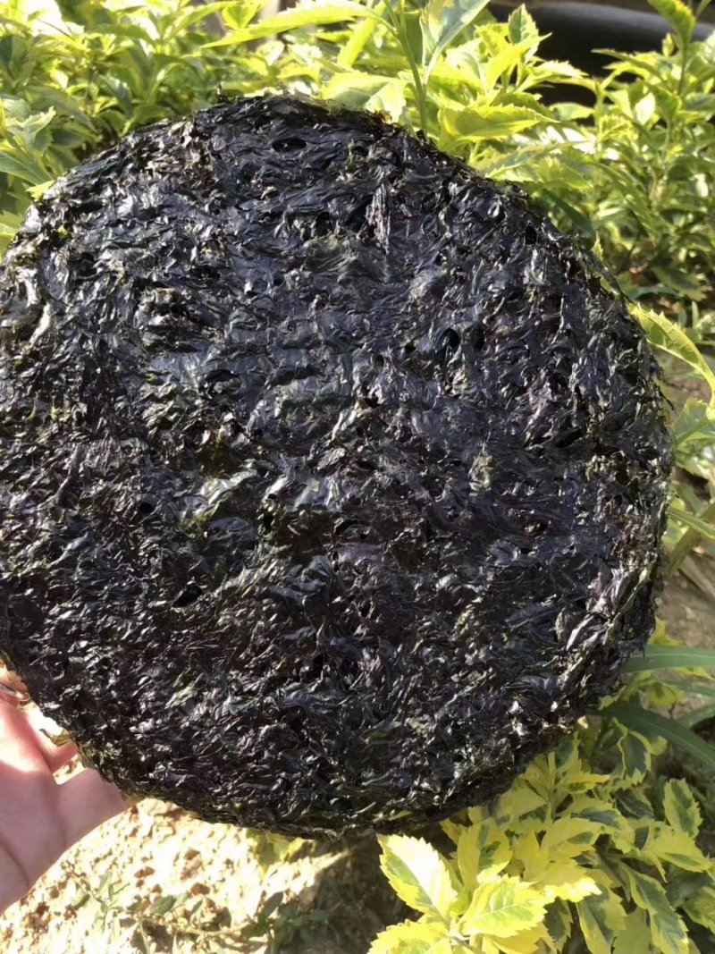 四季常备头水紫菜️煮汤煲粥多种做法等你来