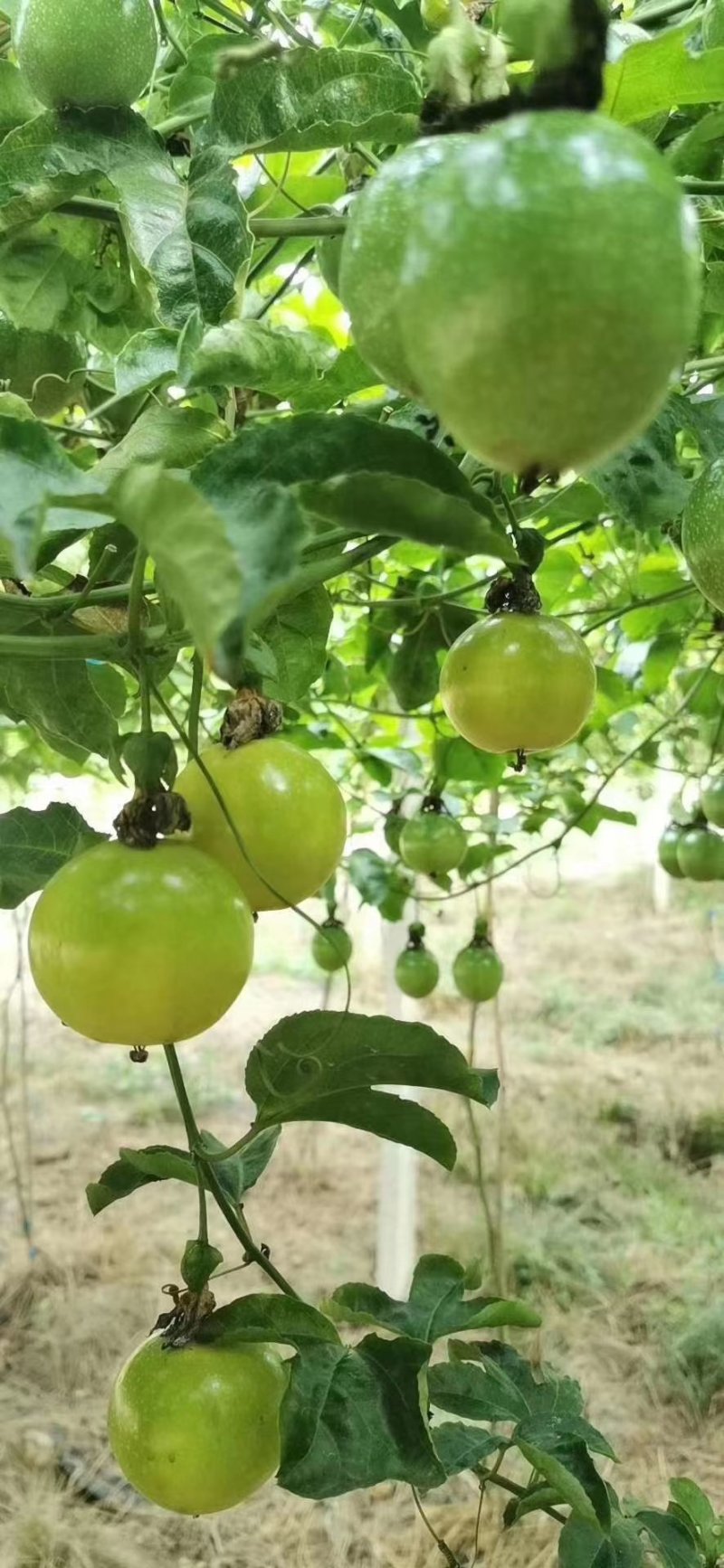 百香果