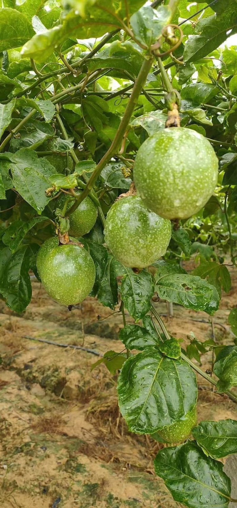 百香果
