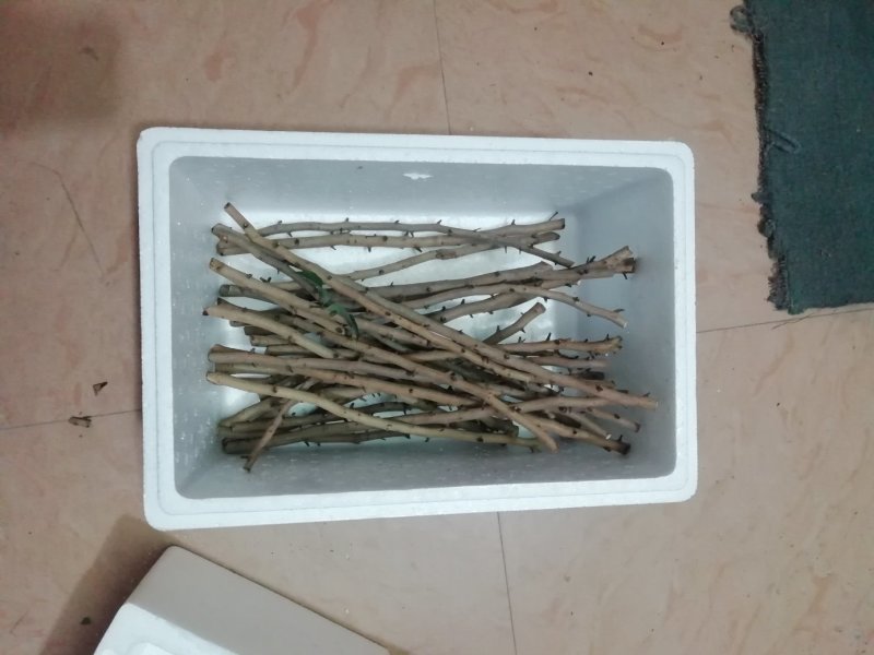 增城正宗基岗村仙进奉枝条