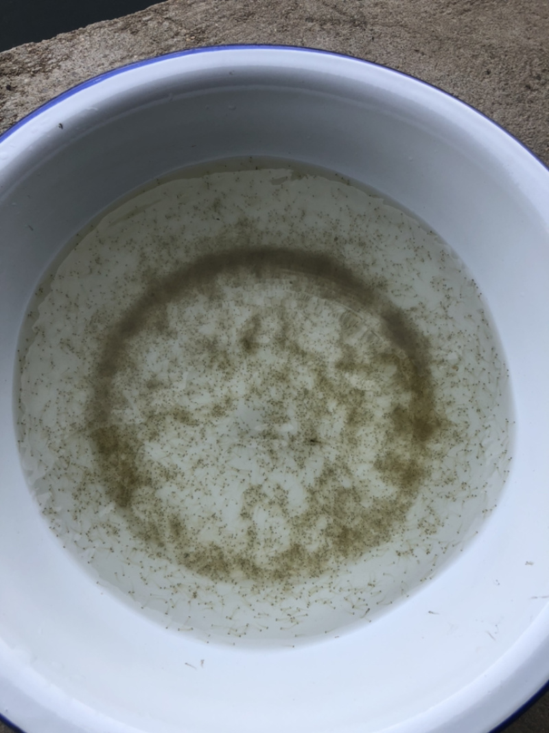 自产自销青鱼水花夏花