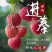增城正宗基岗村仙进奉枝条