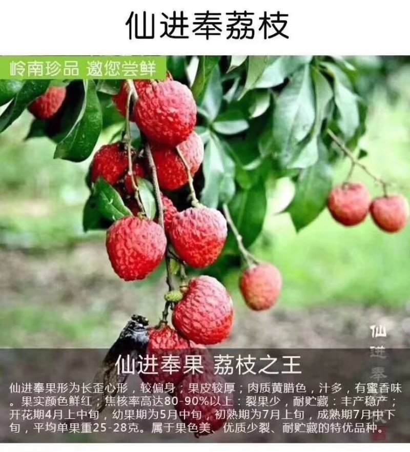 增城正宗基岗村仙进奉枝条