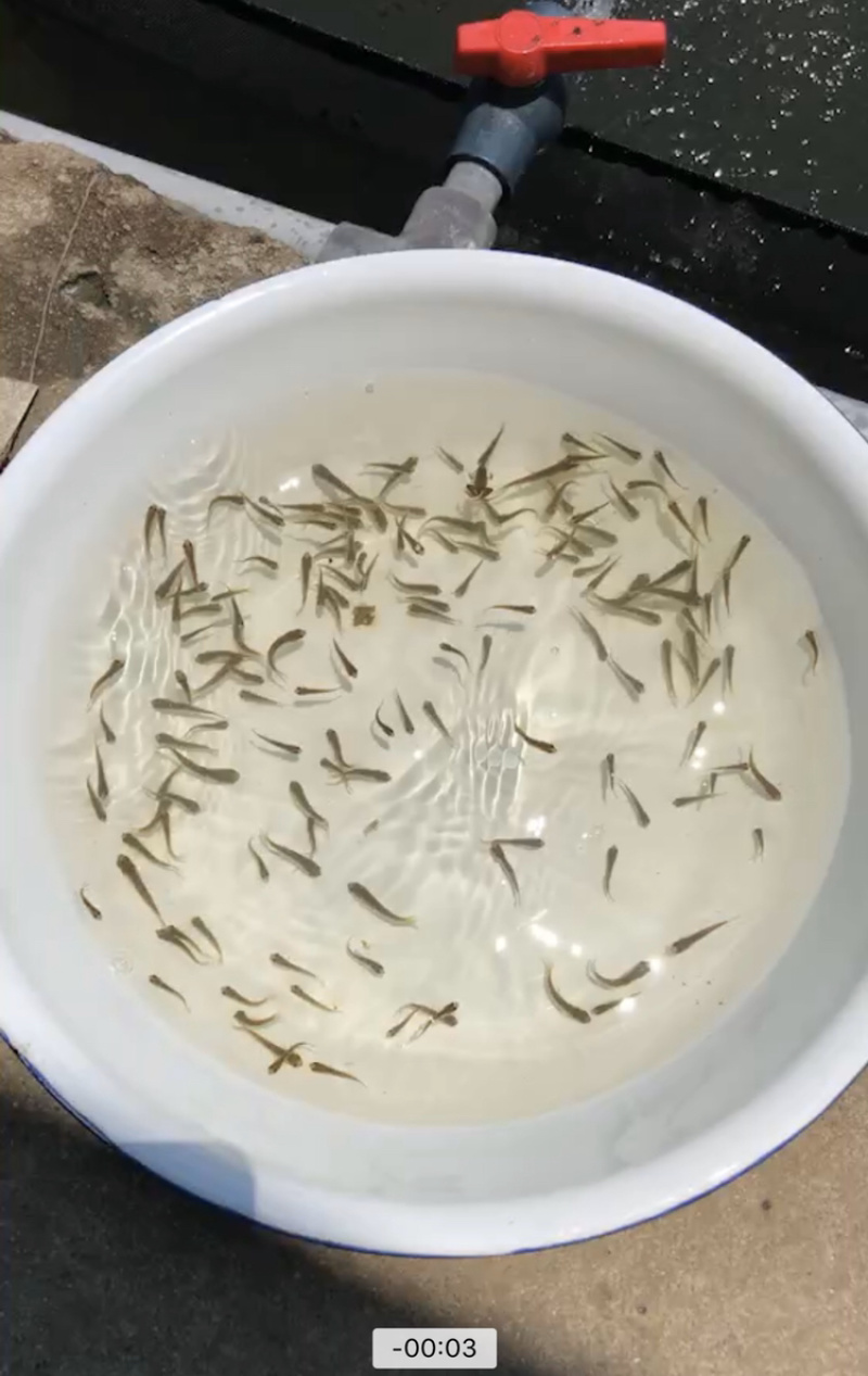 自产自销青鱼水花夏花