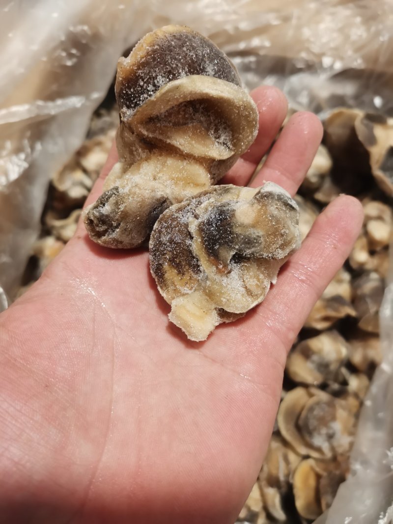 玉螺肉，原汁速冻玉螺肉，玉螺大个单冻，鲜度好