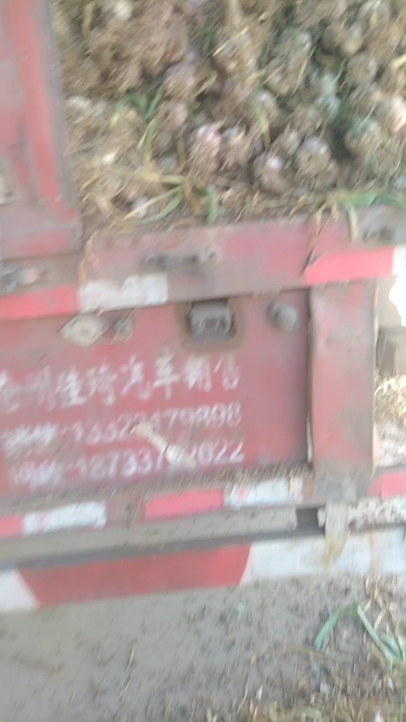 临清优质大蒜