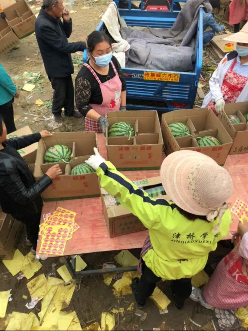 【西瓜节优惠券】京欣西瓜，河南西瓜，产地直销，量大从优