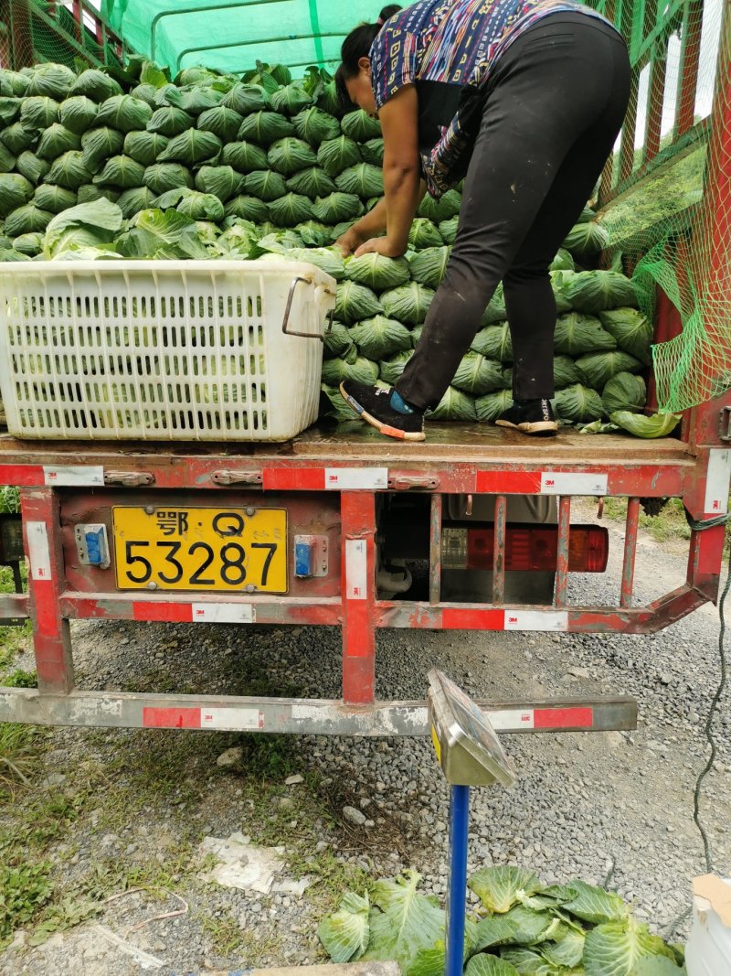 奥奇拉包菜，产地直销，物美价廉！！！！！！