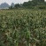 新鲜糯薏米。大量出售。