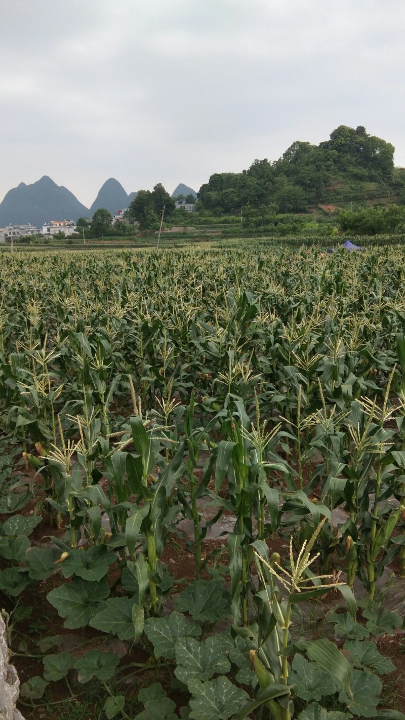 新鲜糯薏米。大量出售。