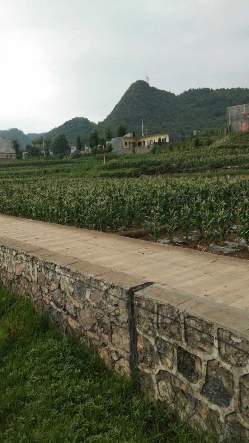 新鲜糯薏米。大量出售。