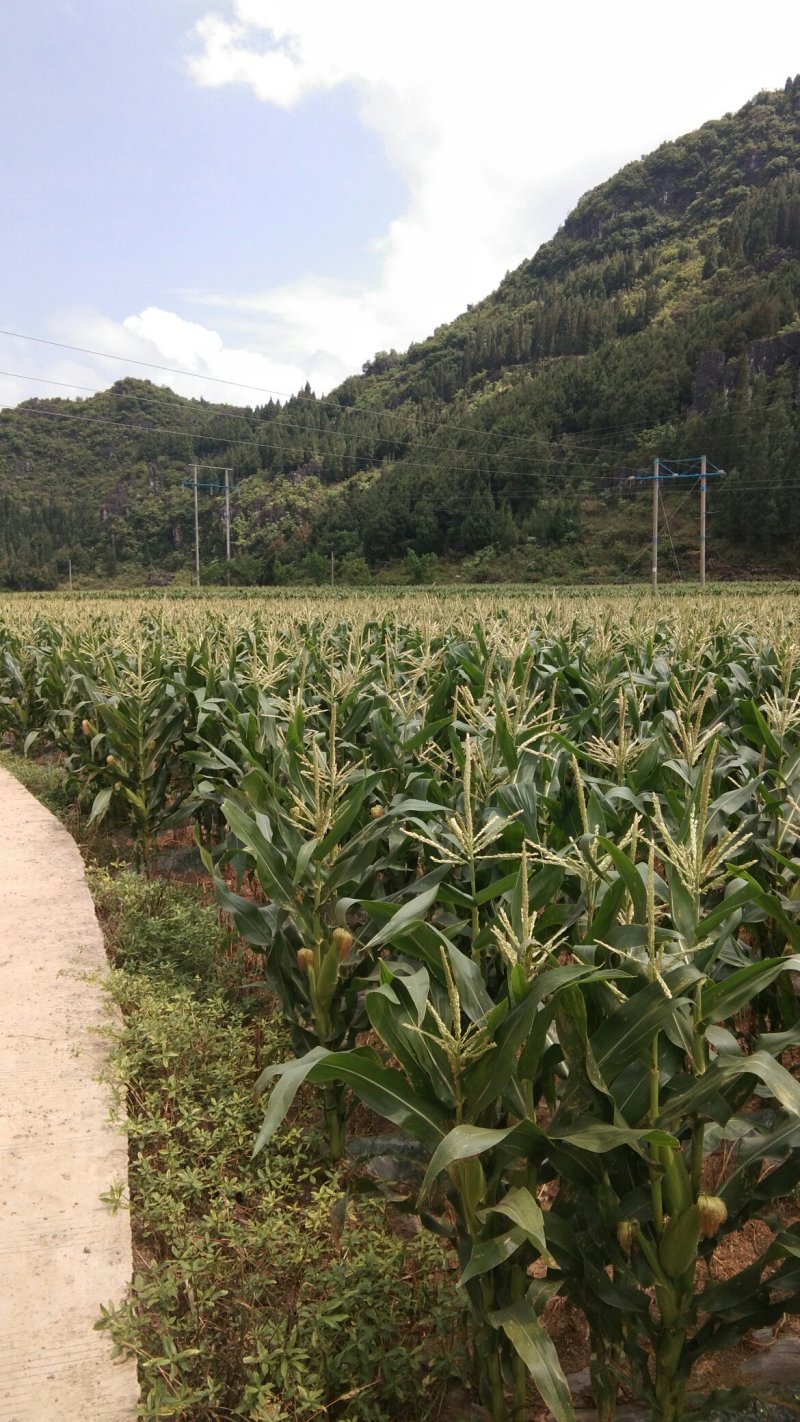 新鲜糯薏米。大量出售。