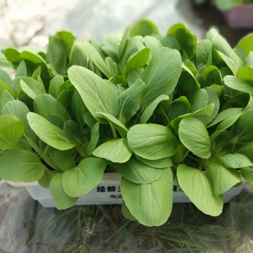 蔬菜