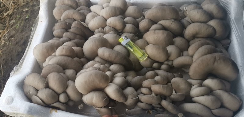 鲜平菇