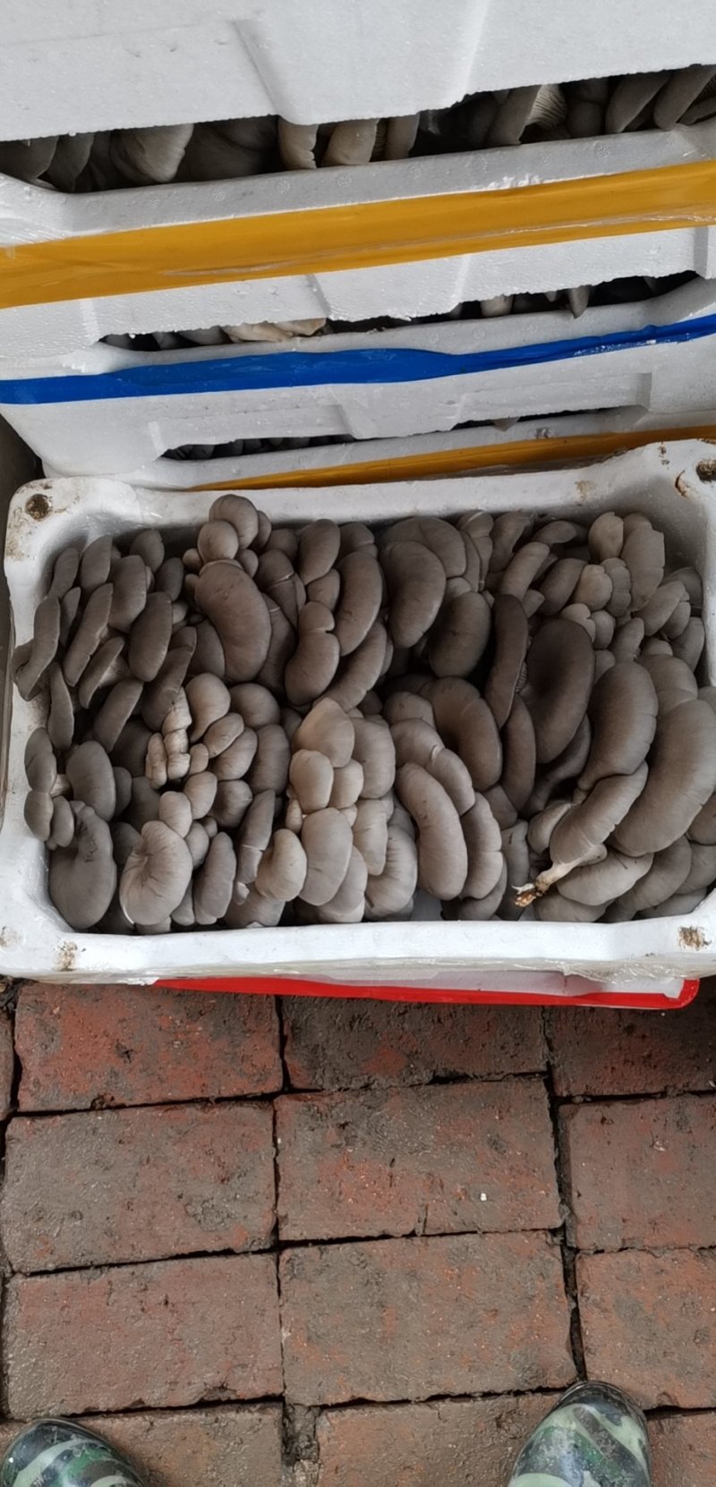 鲜平菇