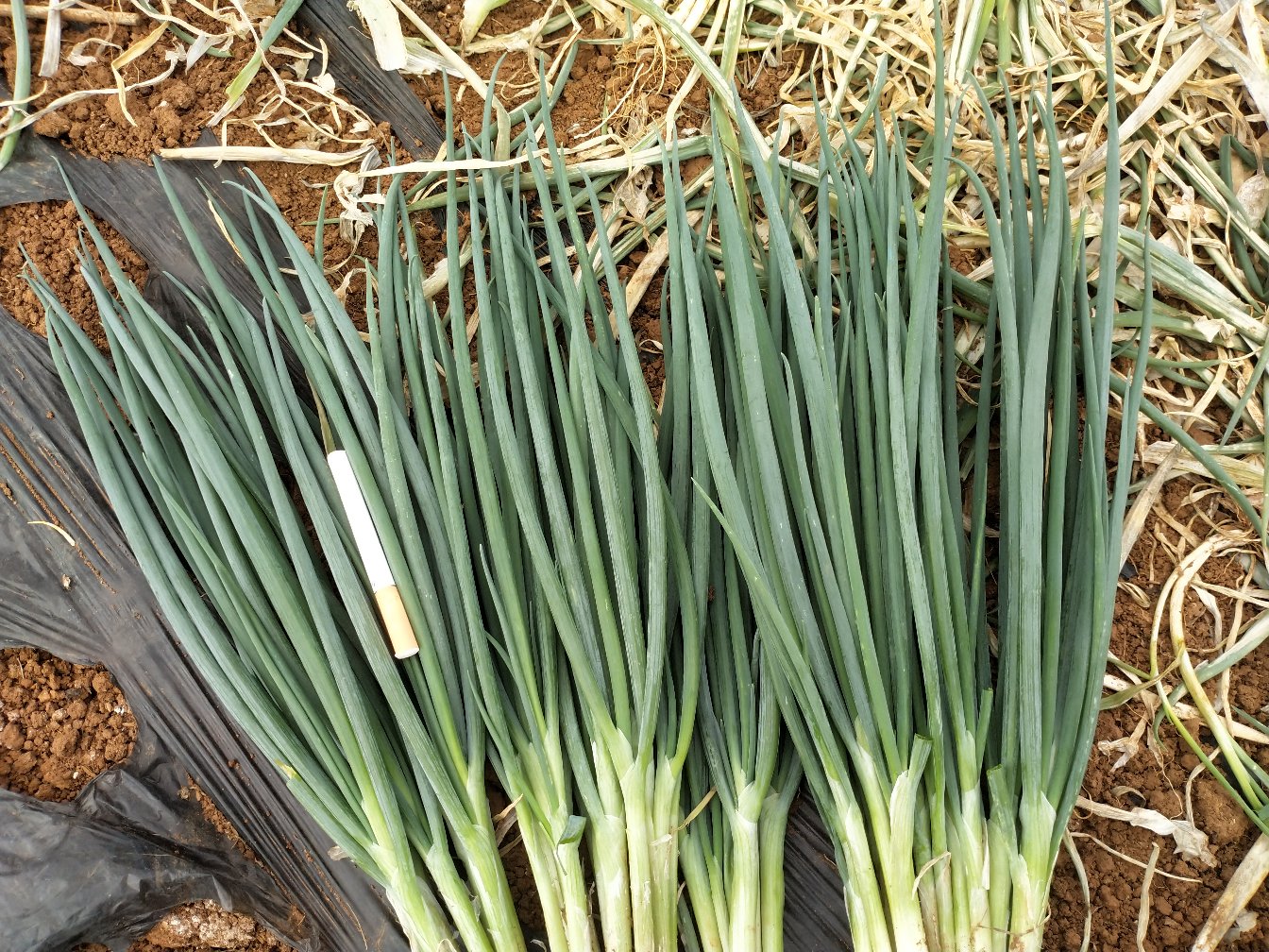 小葱在室内使用LED补光灯生长良好