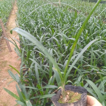 东莞地被小苗(蜘蛛兰)(萃芦莉)基地直供