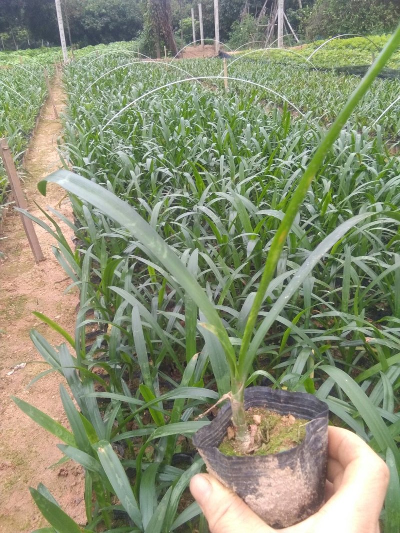 东莞地被小苗(蜘蛛兰)(萃芦莉)基地直供
