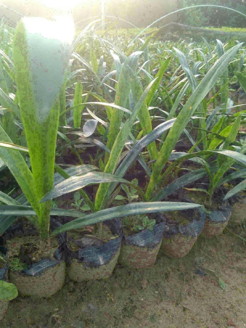 东莞地被小苗(蜘蛛兰)(萃芦莉)基地直供