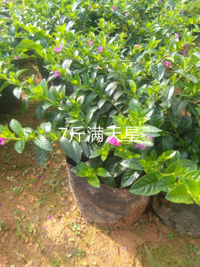 满天星