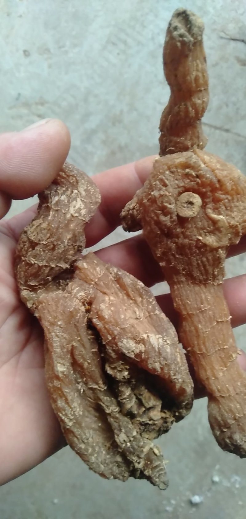 黄精甜统个