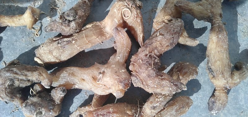 黄精甜统个
