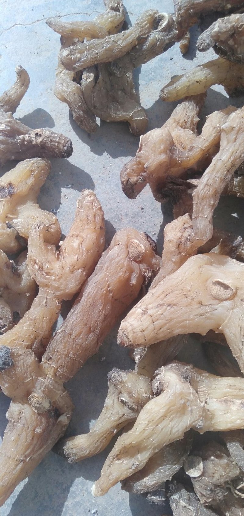 黄精甜统个