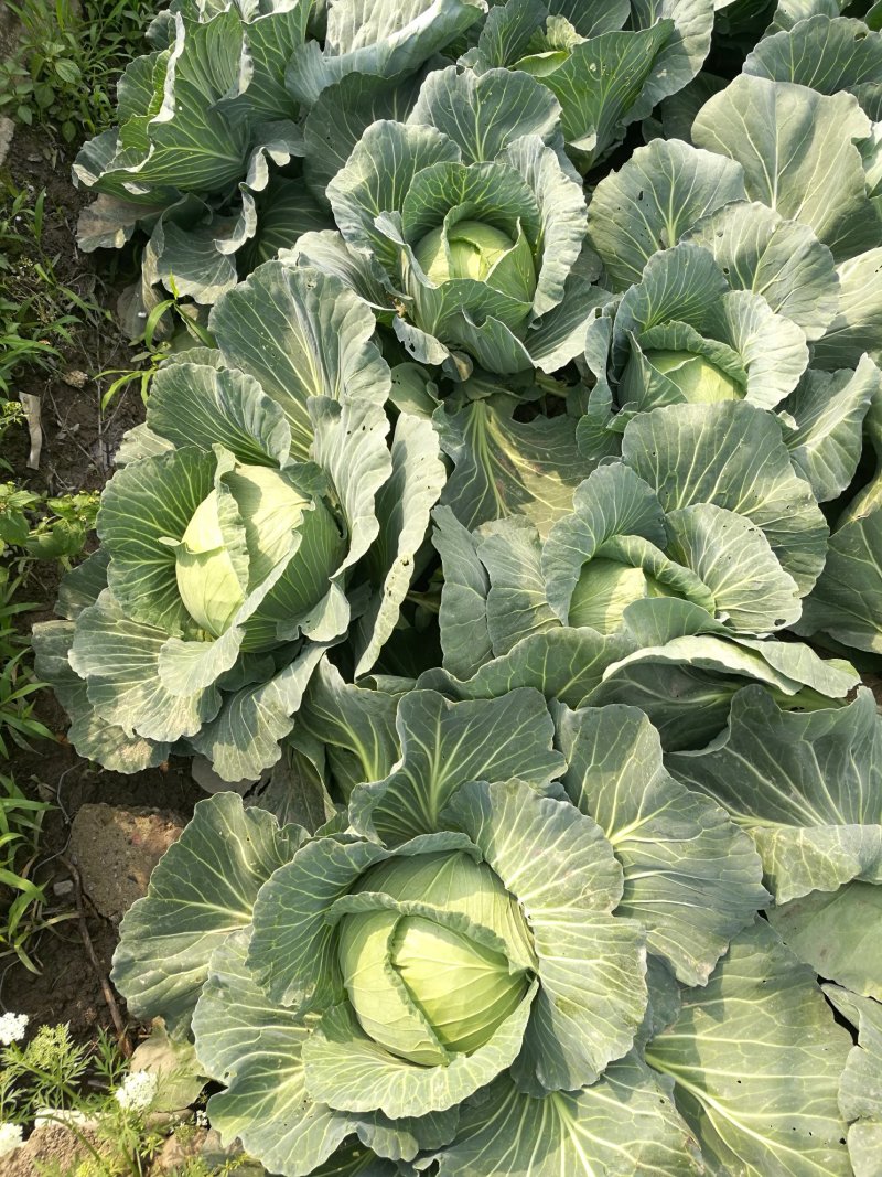 彭州基地春福来莲花白