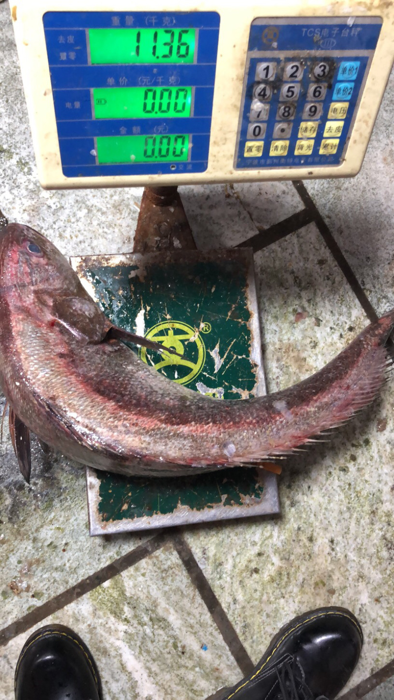 海捕大鳘鱼/灰鳘/灰米鱼/