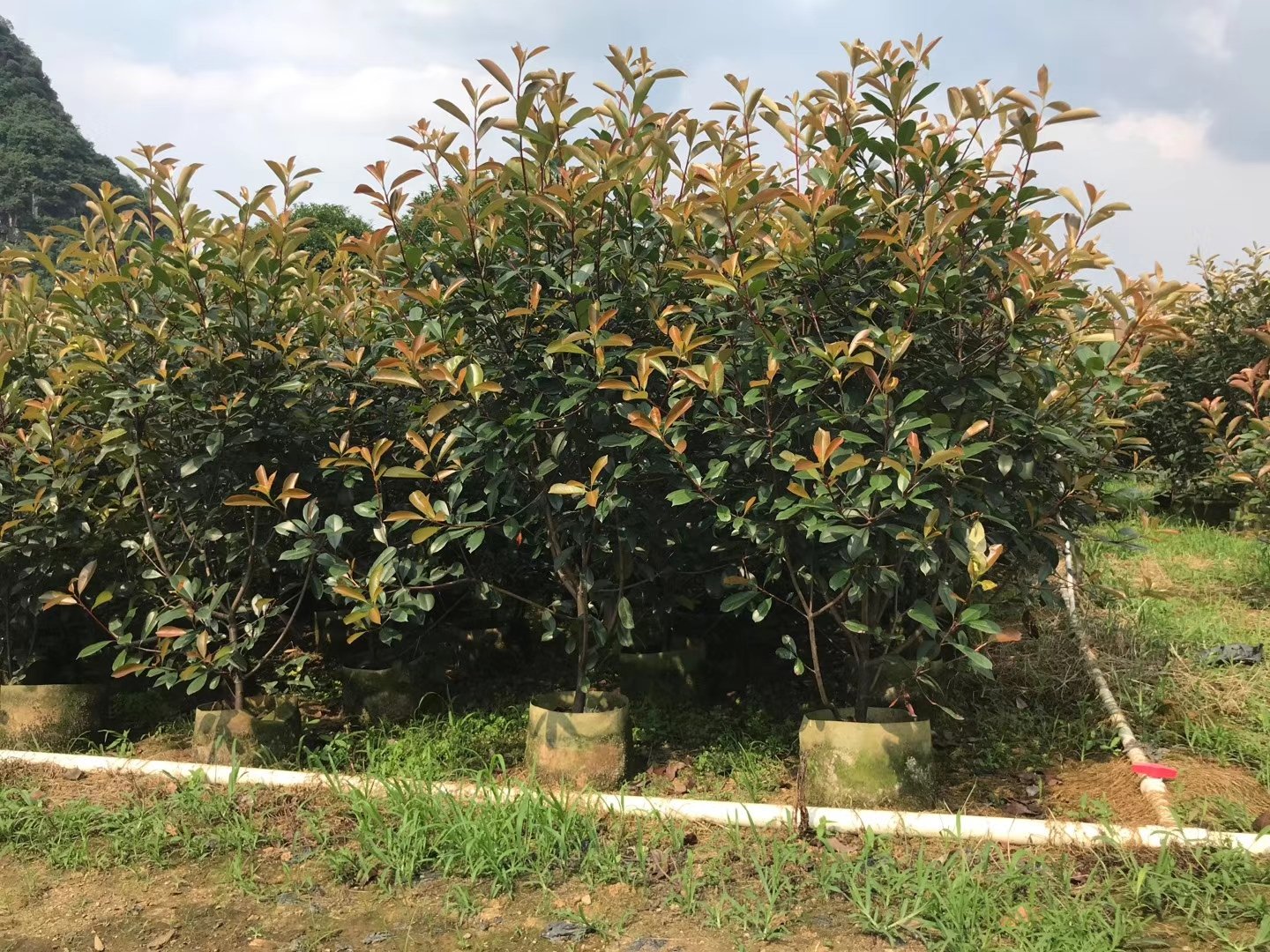 湖北红叶石楠小苗根系特写