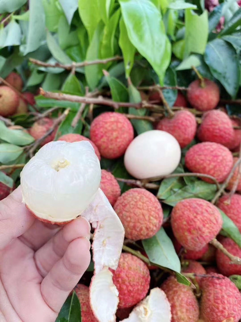广东茂名荔枝白糖罂三月红摘新鲜，支持一件代发