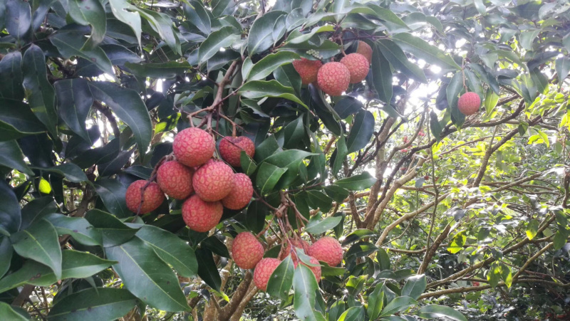 广东茂名荔枝白糖罂三月红摘新鲜，支持一件代发