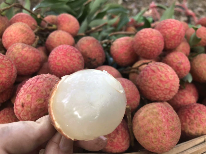 广东茂名荔枝白糖罂三月红摘新鲜，支持一件代发