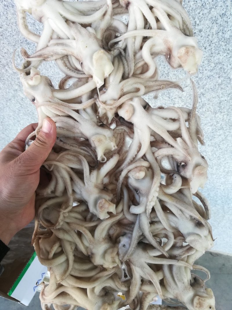 鱿鱼须鱿鱼头，机洗头，纯干鱿鱼头鱿鱼须各种规格，品质保证