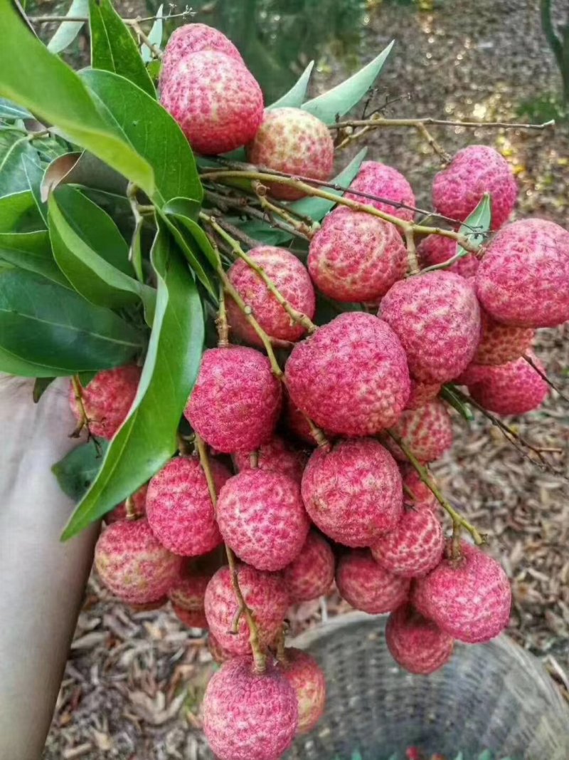 高州白蜡荔枝产地直销量大价优现摘现发（包上车）