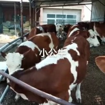 出售优质西门塔尔种牛，西门塔尔优质肉牛犊