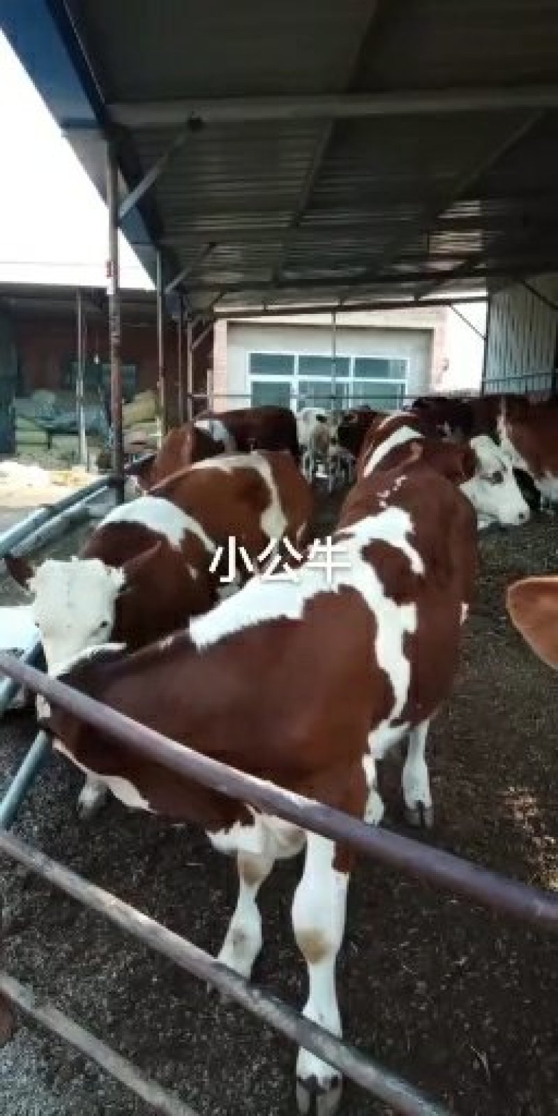 出售优质西门塔尔种牛，西门塔尔优质肉牛犊